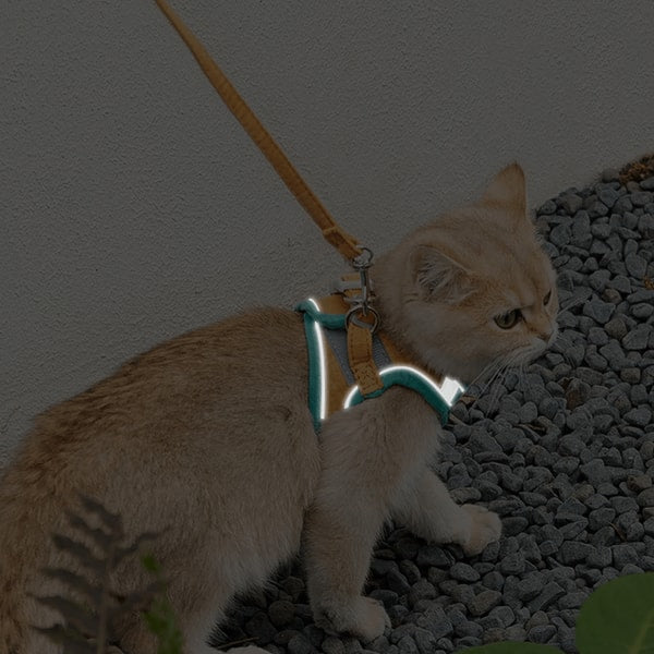 Cat Harness and Leash for Walking | Adjustable Kitten Escape Proof Harnesses | Luminous Cat Harness & Leash Set